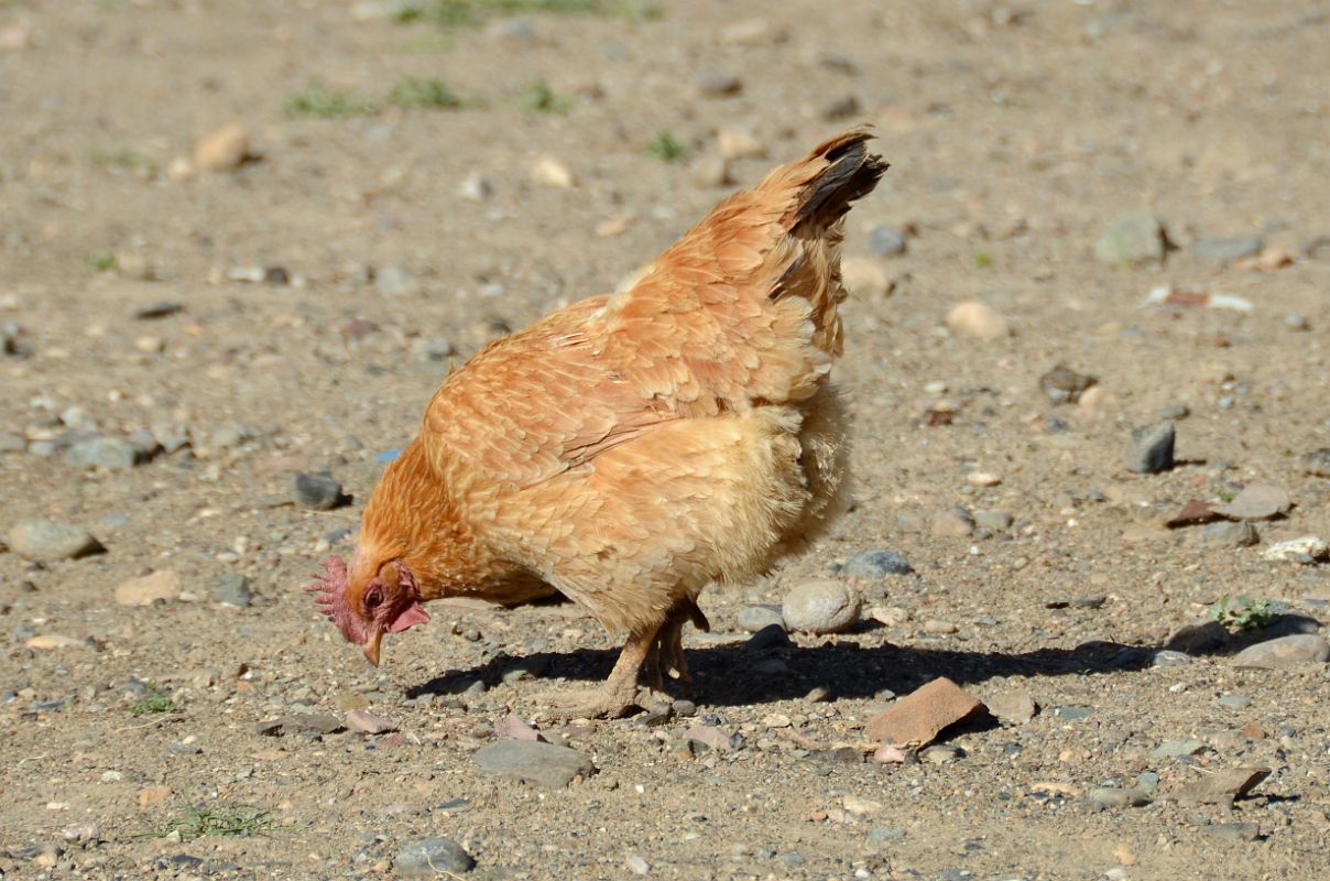 24 Free Range Rooster In Yilik Village On The Way To K2 China Trek